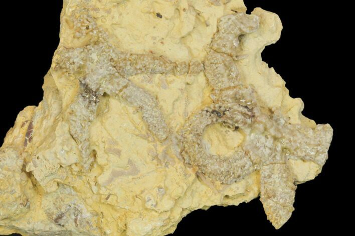 Rare, Ordovician Starfish (Urasterella) Fossils - Oklahoma #145035